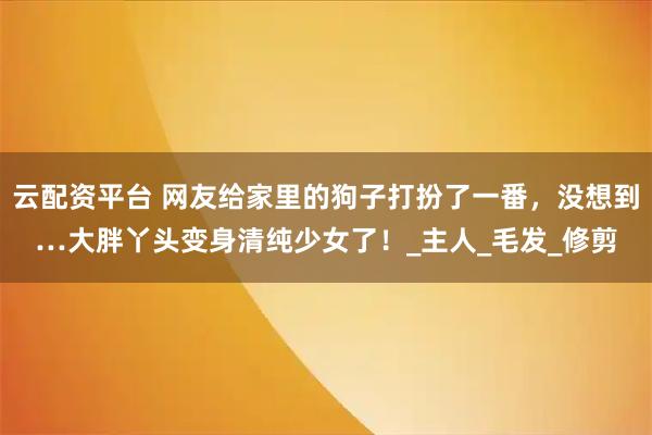 云配资平台 网友给家里的狗子打扮了一番，没想到…大胖丫头变身清纯少女了！_主人_毛发_修剪